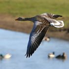 Schnell, kraftvoll und elegant ist der Flug der großen Graugans, Greylag goose on the wing