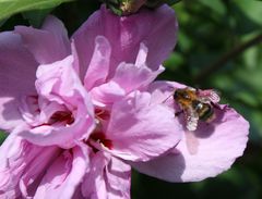 schnell noch beim Hibiskus Pollen holen und dann heim