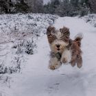 Schnell noch den Schnee genießen...