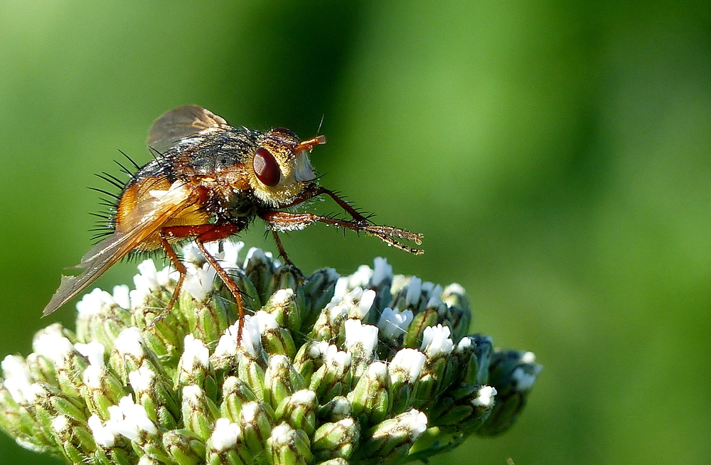 Schnell noch die Pollen abstreifen 