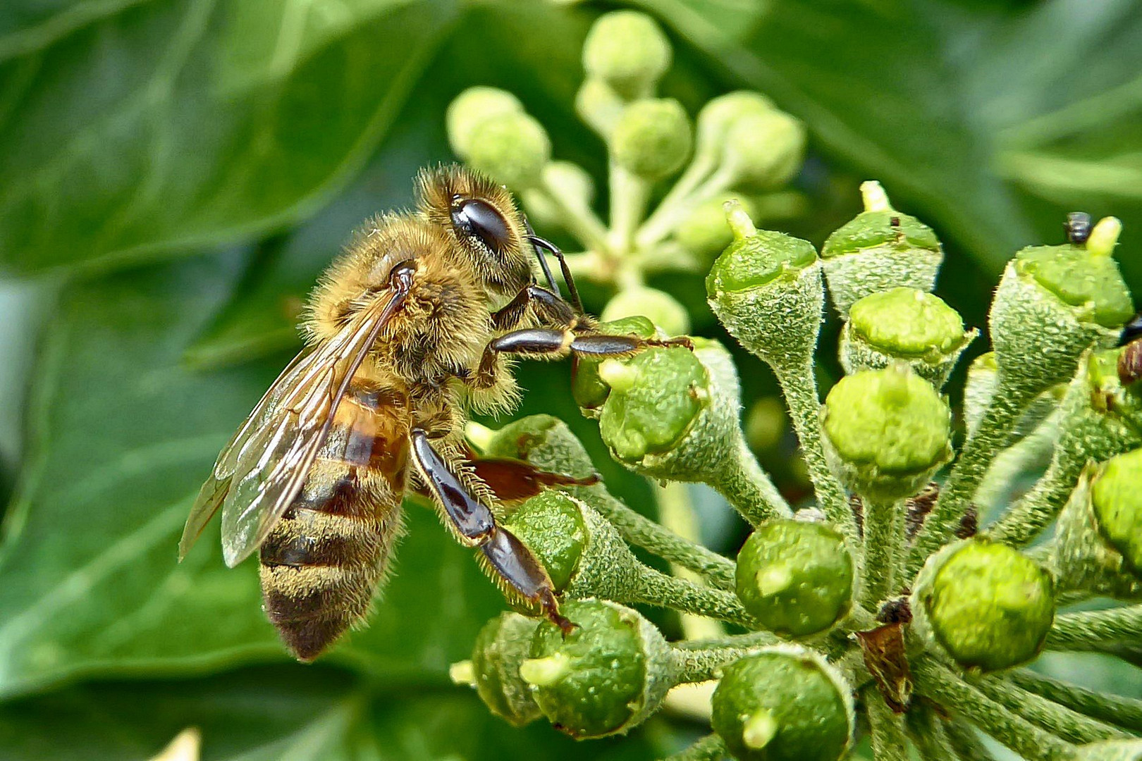 Schnell noch für den Vorrat sammeln Foto &amp; Bild | tiere, wildlife ...