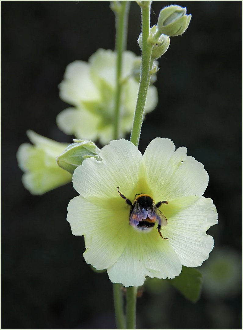 Schnell noch hinein in die Malvenblüte ...