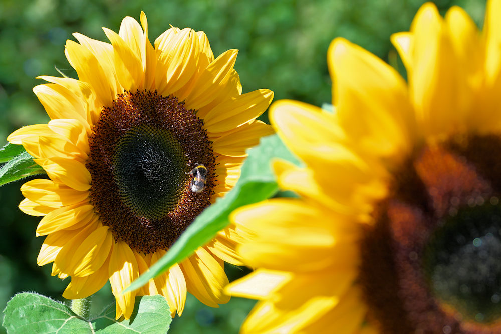 Schnell nochmal bisschen Sommer ...