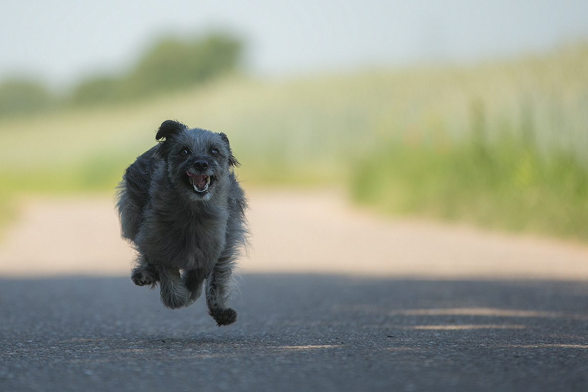 hund frisst zu schnell