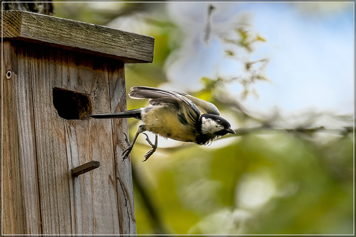 ... schnell, schnell, Nachwuchs hat Hunger ...