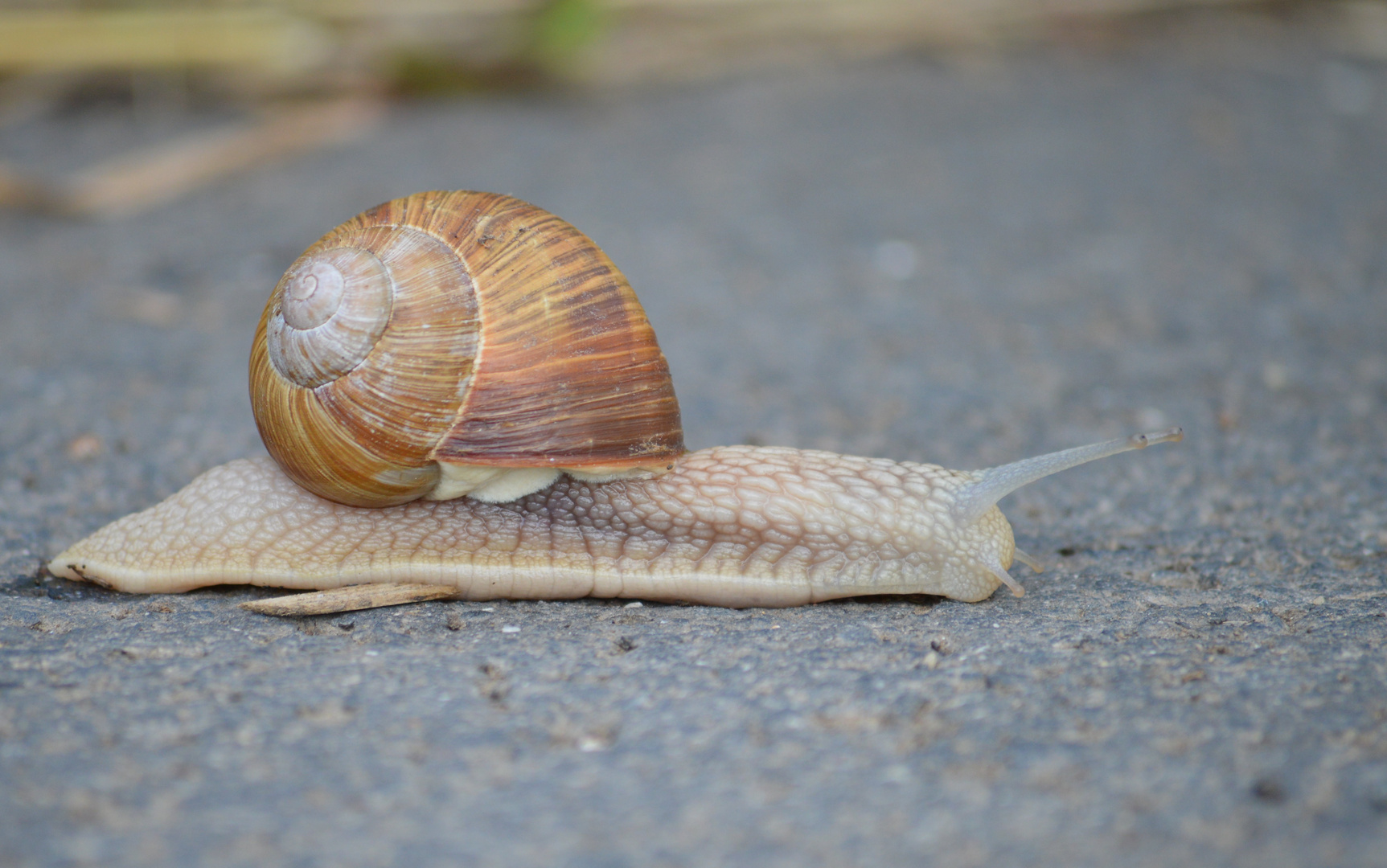 Schnell über die Straße... | Weinbergschnecke |