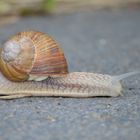 Schnell über die Straße... | Weinbergschnecke |