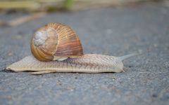 Schnell über die Straße... | Weinbergschnecke |