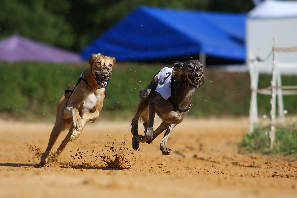 Schnell unterwegs...