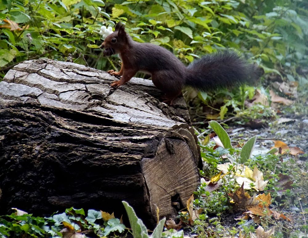 schnell weg Foto & Bild eichhörnchen, natur, tiere Bilder auf