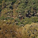 Schnell weg, der Seeadler kommt!