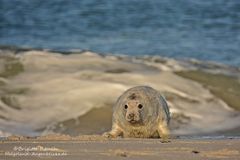 Schnell weg, die Welle kommt