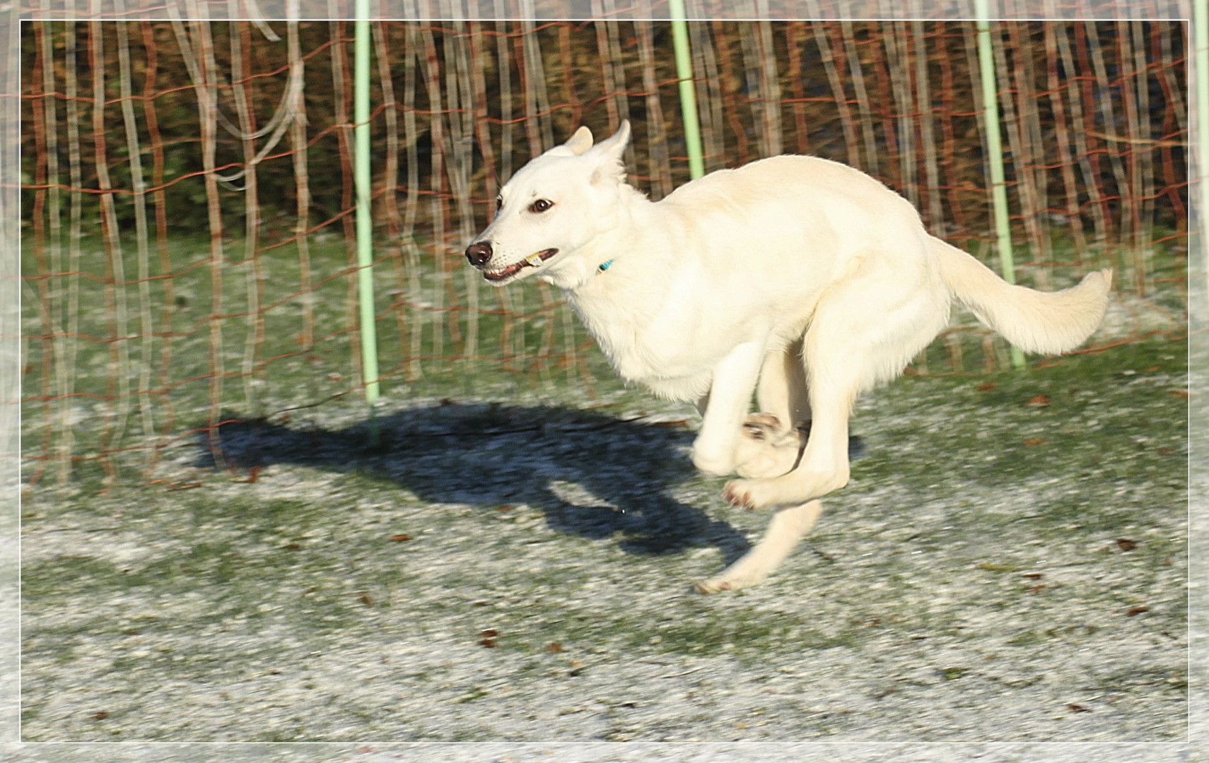 Schnell weg, ein Schattenhund