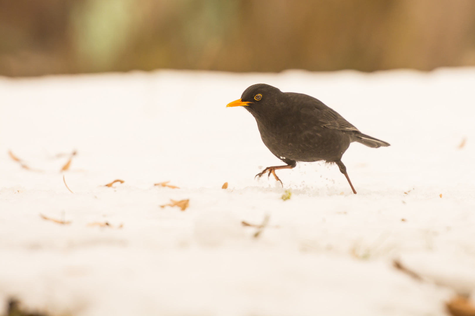 Schnell Weg Hier Foto Bild Sonne Winter Schnee Bilder Auf Fotocommunity