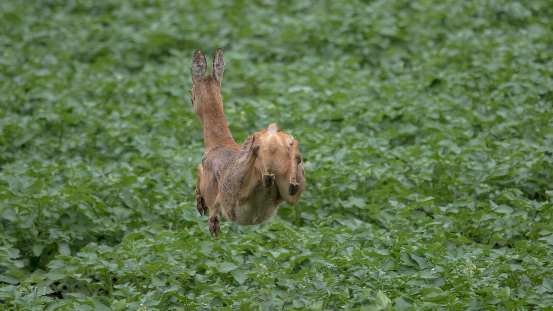 Schnell Weg Hier Foto Bild Rehe Natur Tiere Bilder Auf Fotocommunity