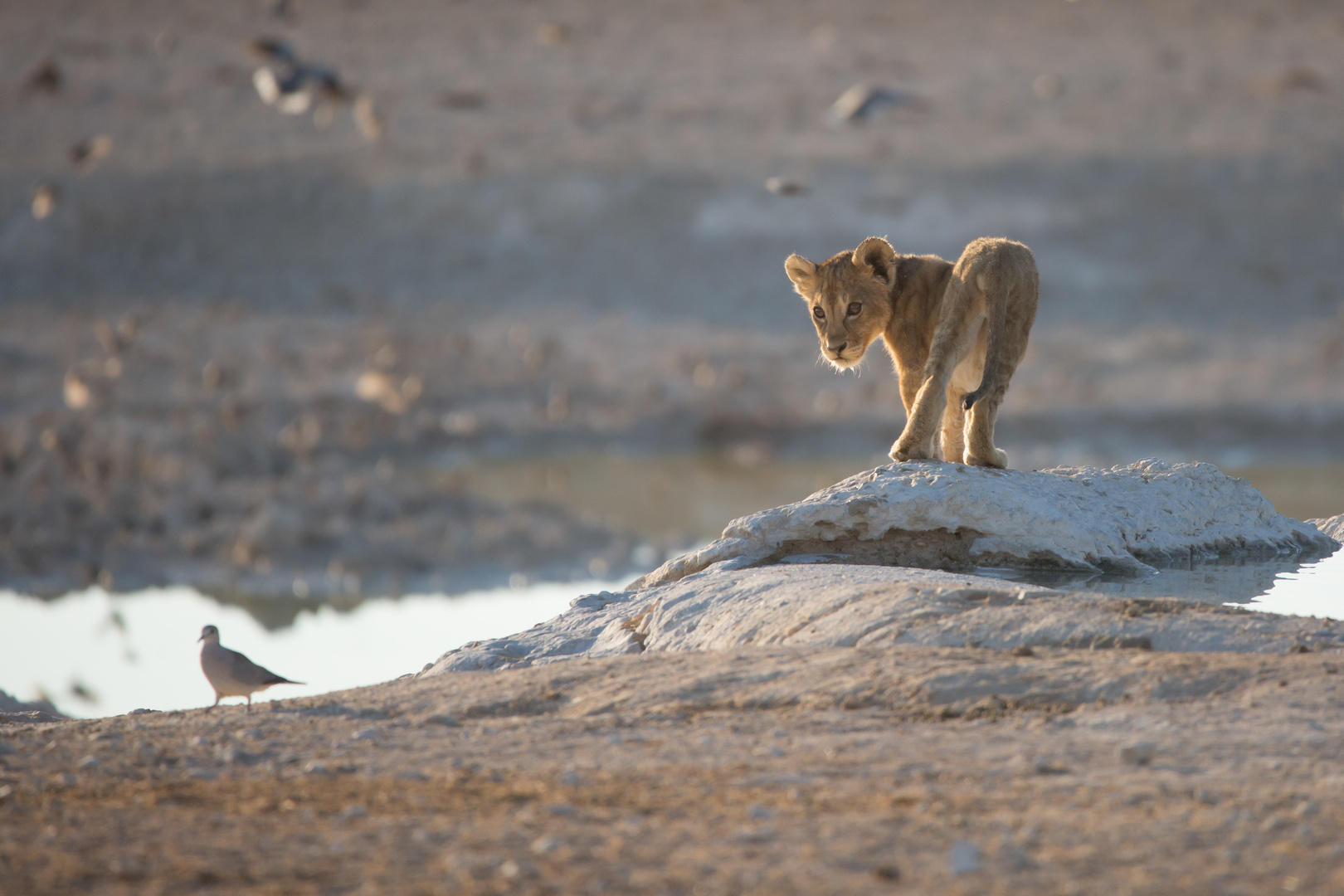 Schnell Weg Hier Foto Bild Africa Southern Africa Namibia Bilder Auf Fotocommunity