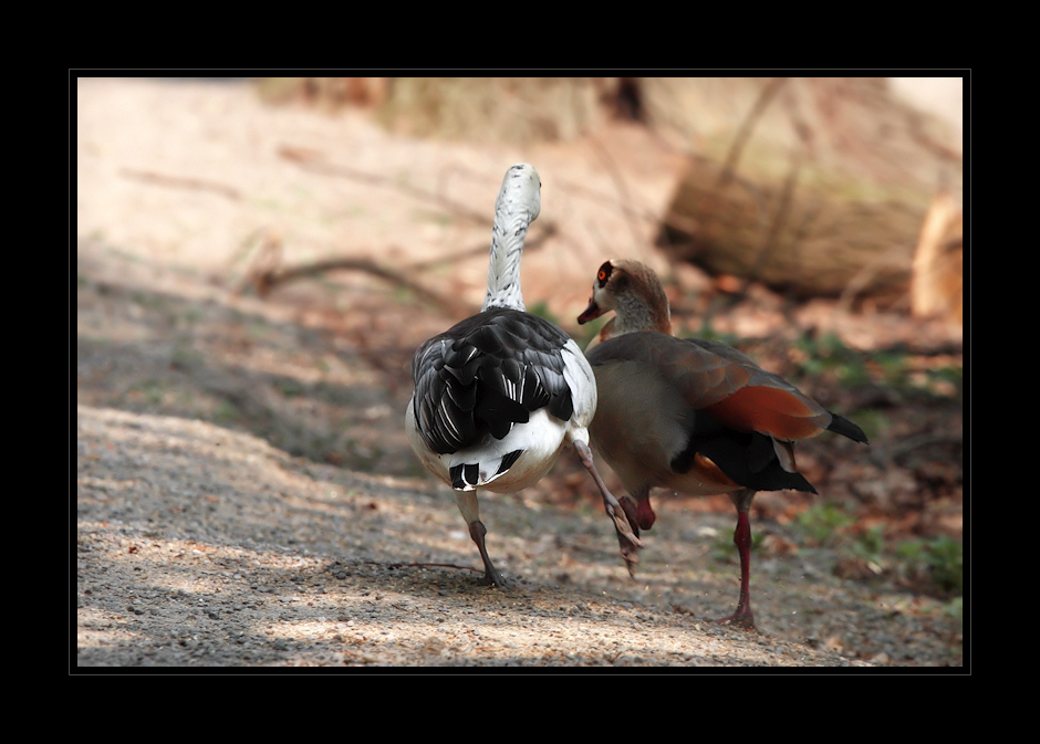 Schnell Weg Hier Foto Bild Tiere Zoo Wildpark Falknerei Vogel Bilder Auf Fotocommunity