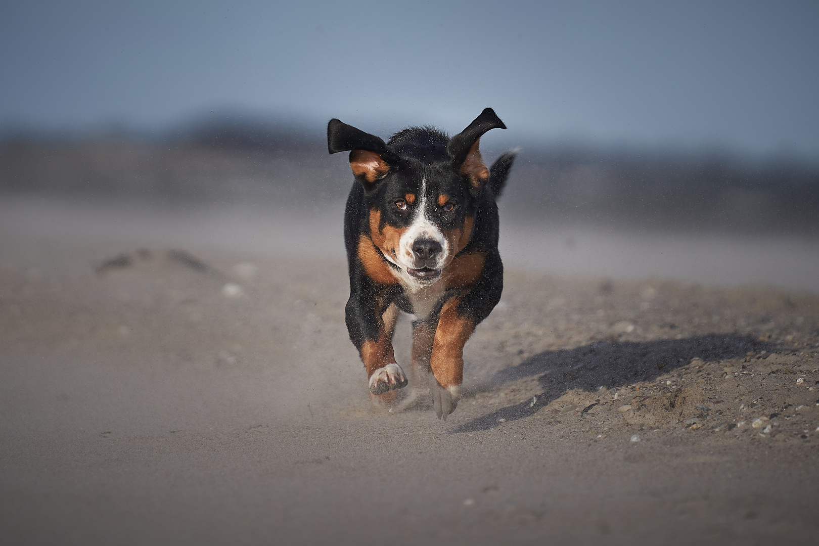 Schnell weg hier- Sandsturm! 