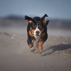 Schnell weg hier- Sandsturm! 