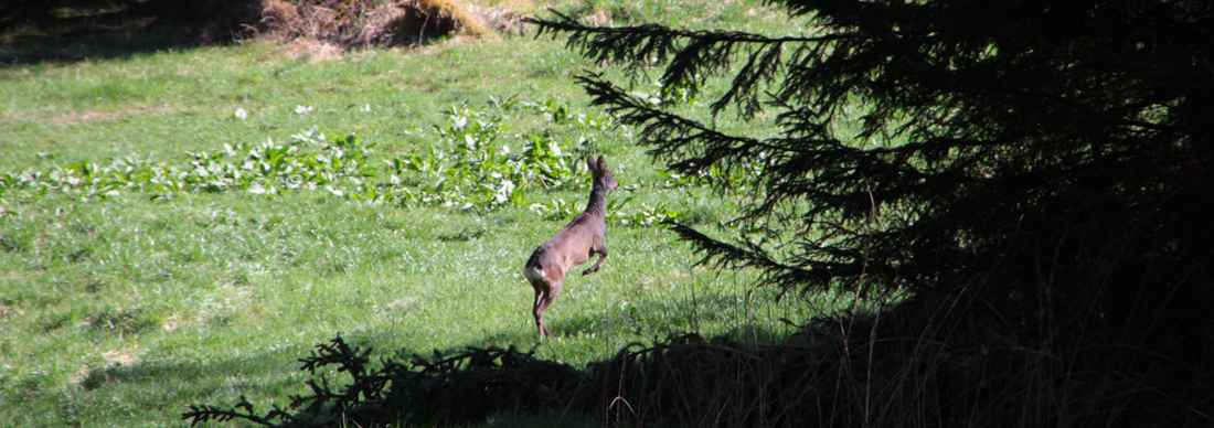 Schnell weg, sie werden mich kriegen . . .
