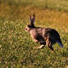 schnell weg, unerzogener Hund!