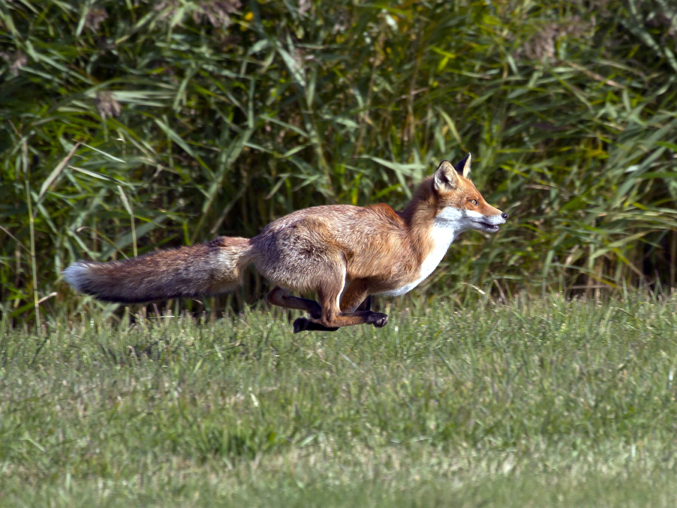 -schnell weg! - wann sieht man schon einmal einen Fuchs am Tag?