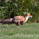 -schnell weg! - wann sieht man schon einmal einen Fuchs am Tag?