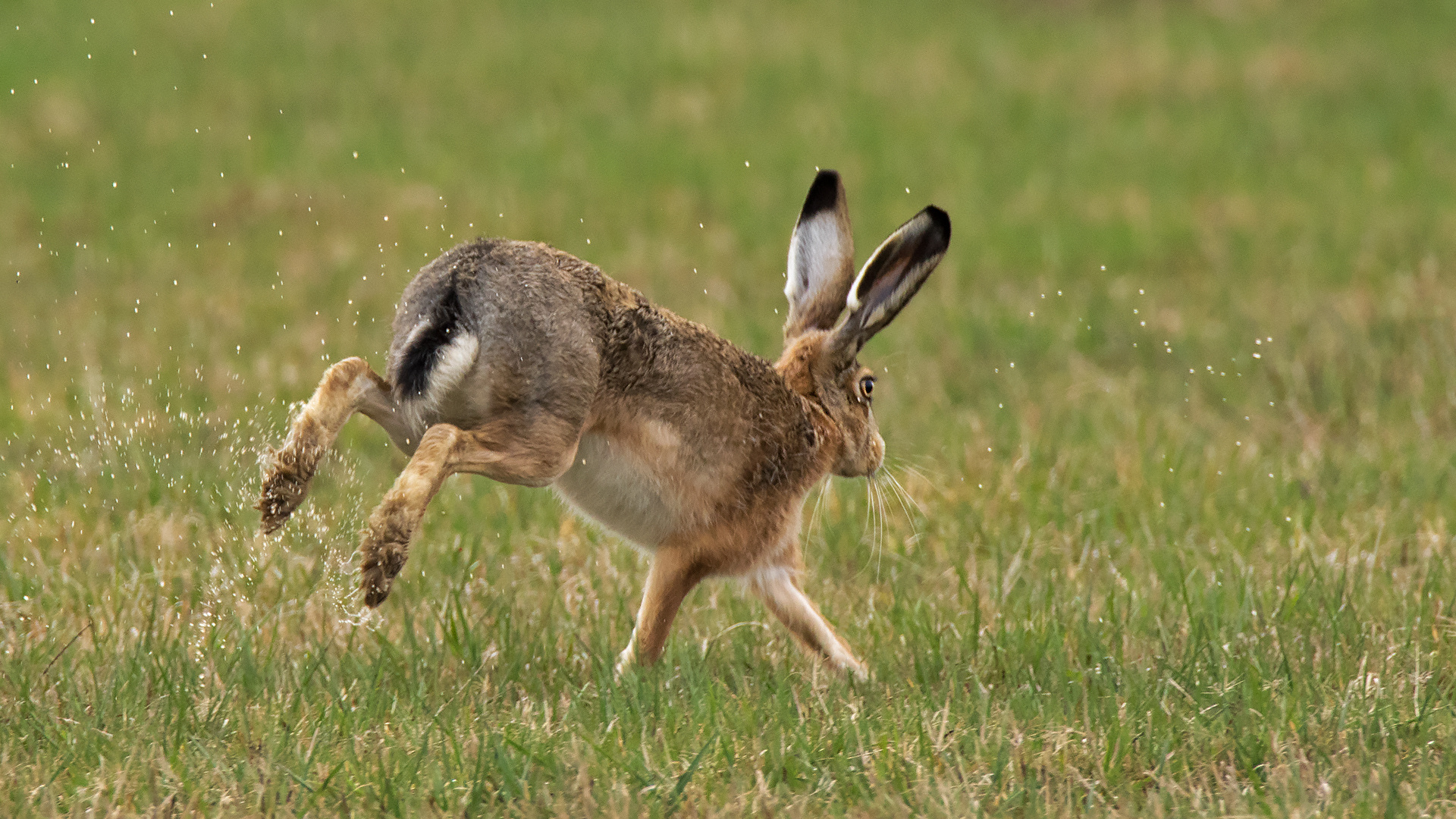 Schnell weg,Ostern naht