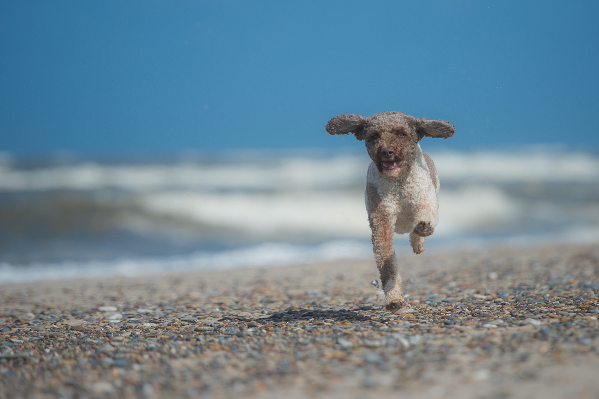 Schnell wie der Wind....