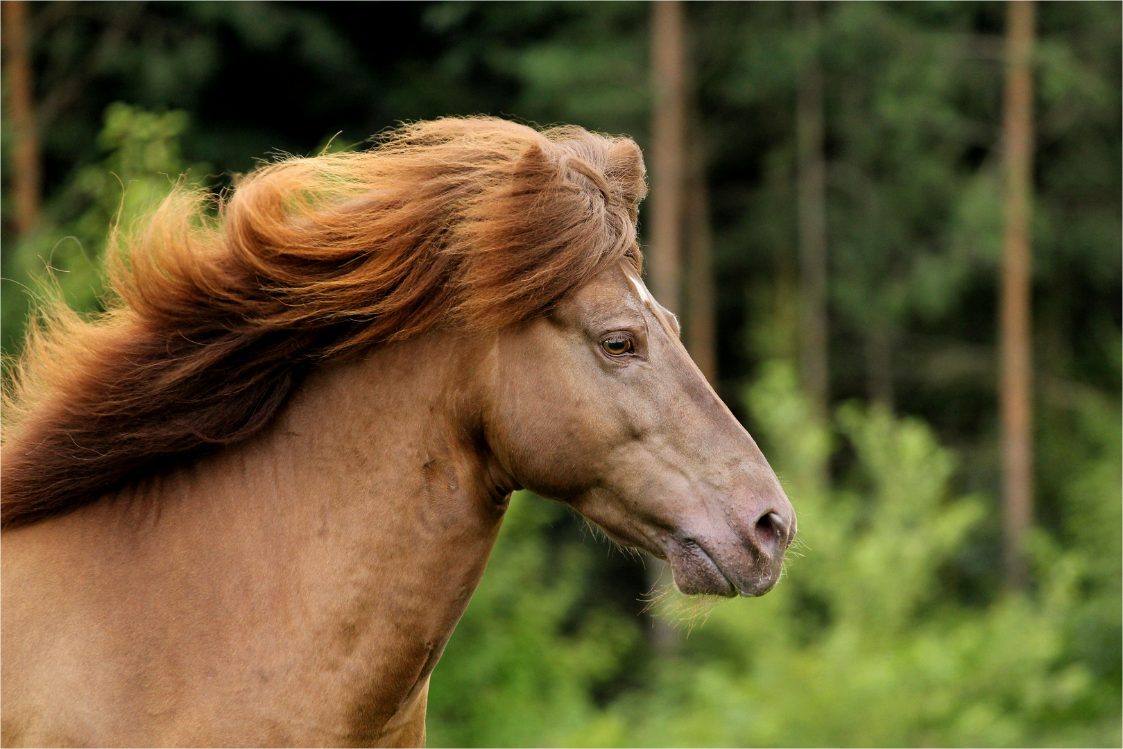 schnell wie der Wind...