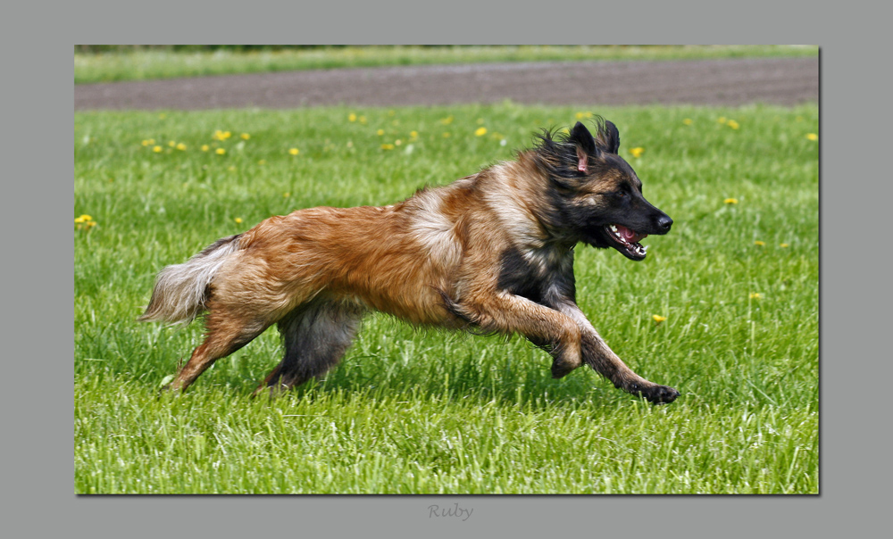 Schnell wie der Wind ........