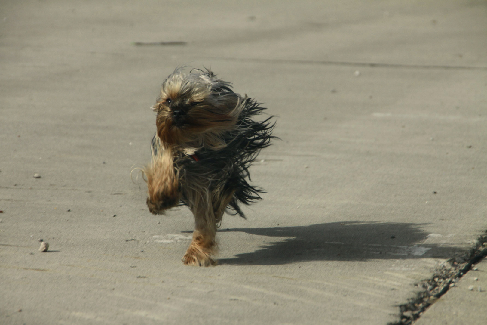 Schnell wie der Wind