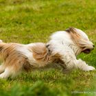 SCHNELL WIE DER WIND