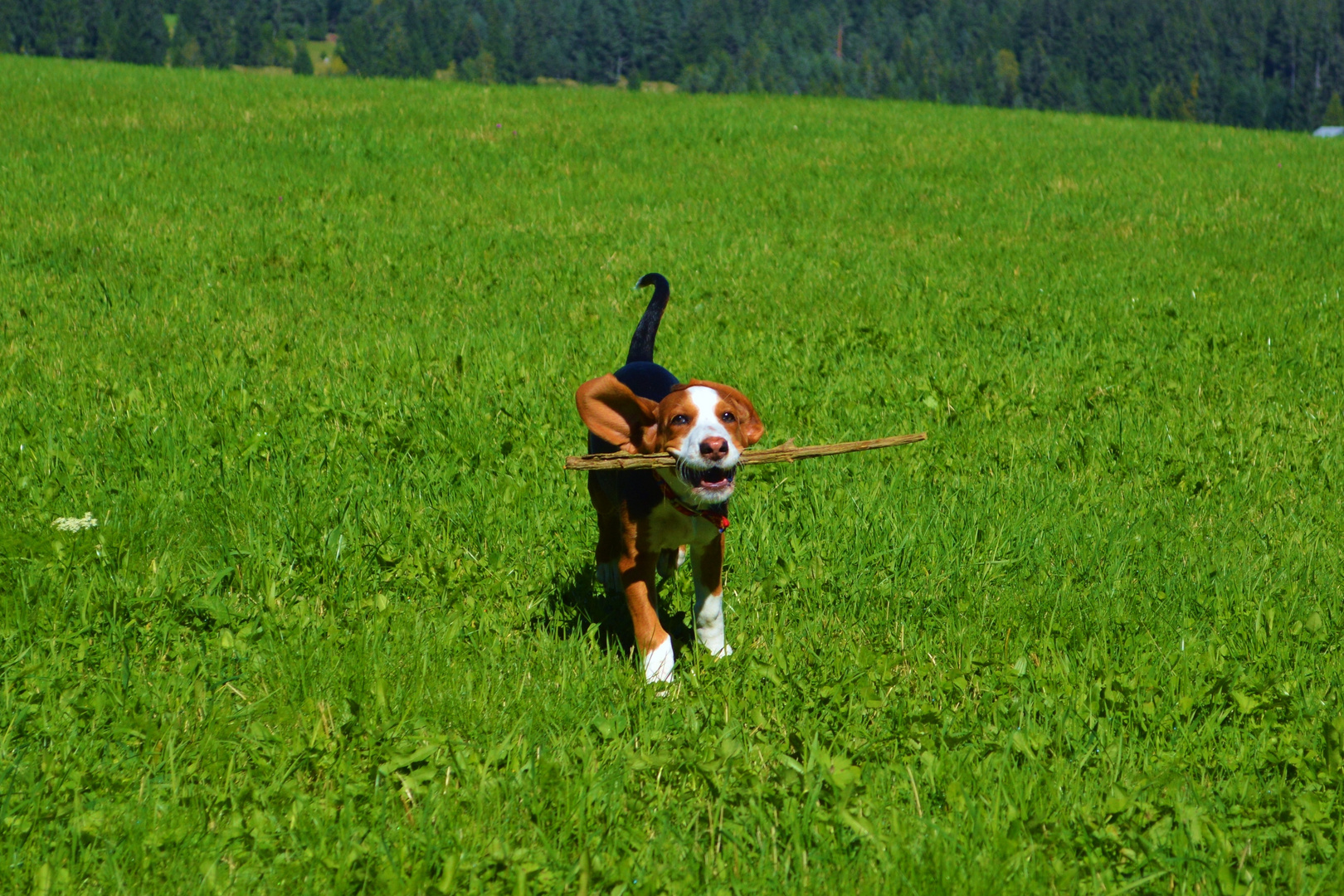 schnell wie der Wind...