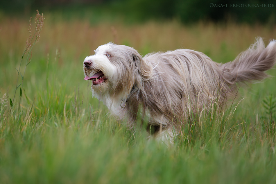 Schnell wie der Wind