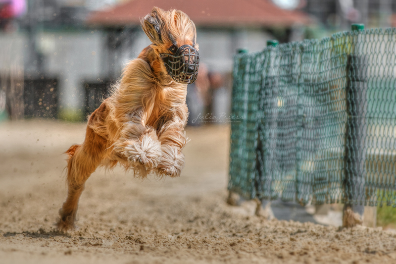 Schnell wie der Wind