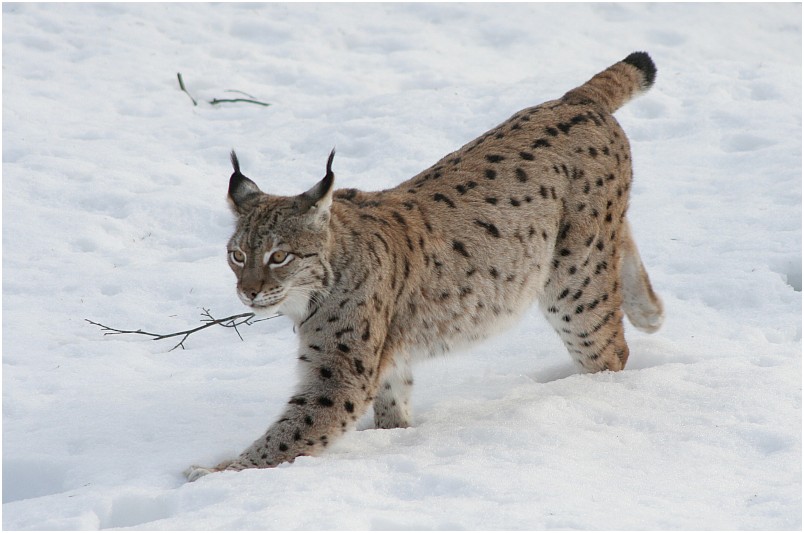 Schnell wie ein Luchs ...