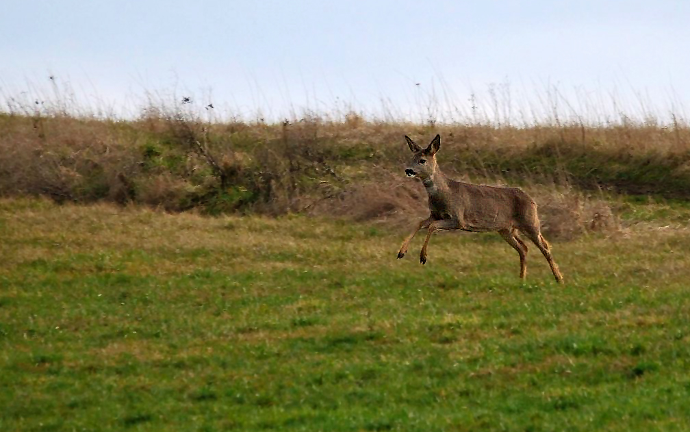 "Schnell wieder in den Wald ....."