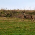 "Schnell wieder in den Wald ....."