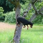 ... schnell wieder runter vom Baum