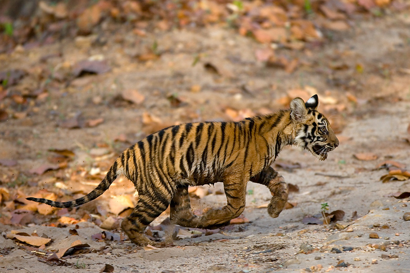 Schnell zurück in die sichere Höhle zur Tigermutter