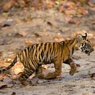 Schnell zurück in die sichere Höhle zur Tigermutter