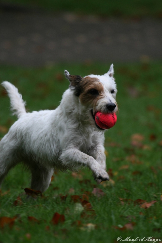 Schnell zurück mit dem Ball ...