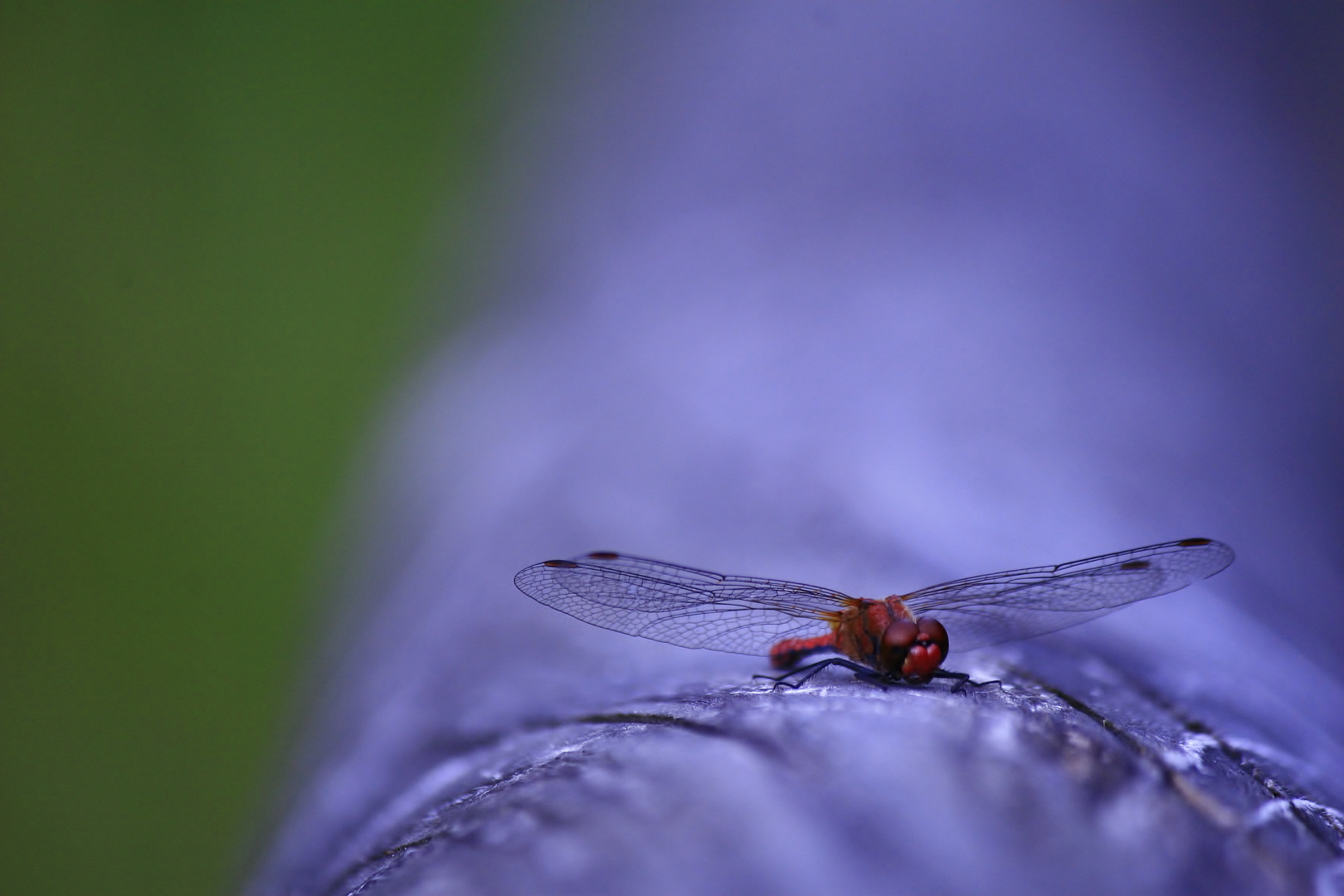 schnelle die Libelle