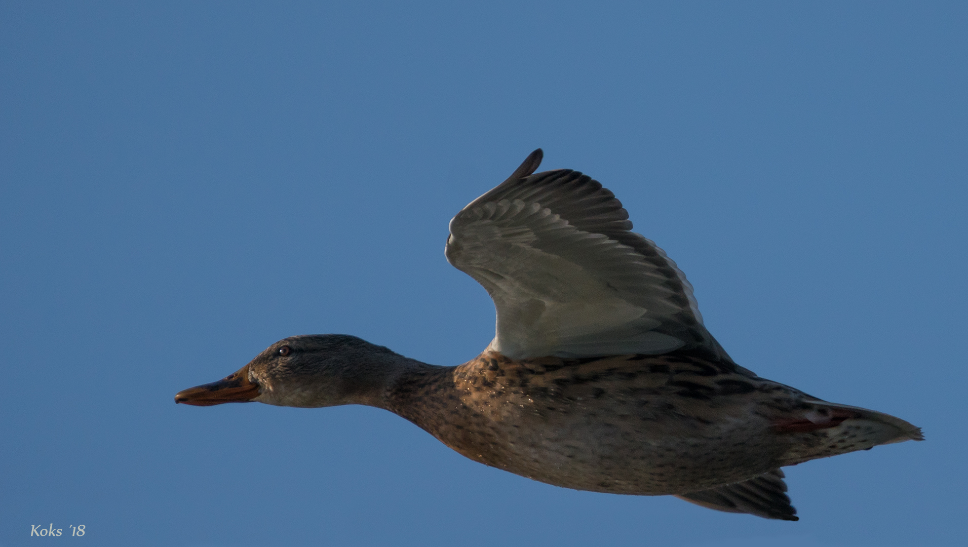 Schnelle Ente Foto &amp; Bild | tiere, wildlife, wild lebende vögel Bilder ...