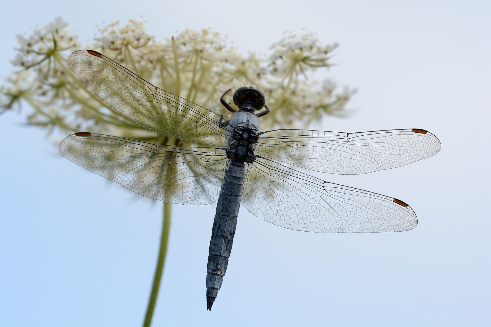 Schnelle experimentelle Libelle