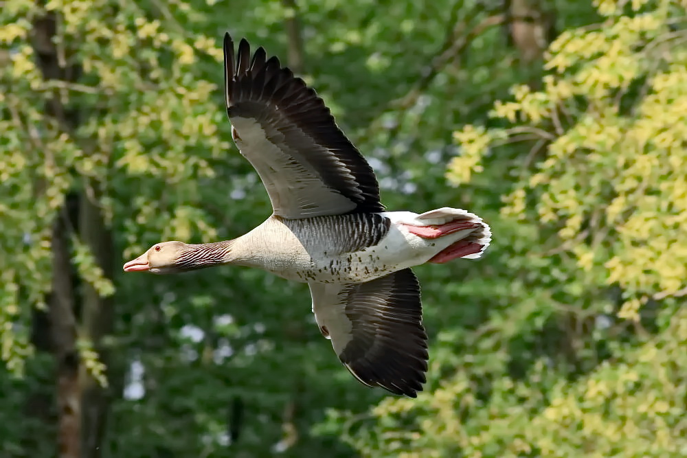 schnelle Flieger