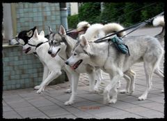 ...schnelle Hunde in der Fußgängerzone...