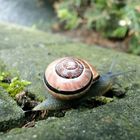 schnelle Schnecke