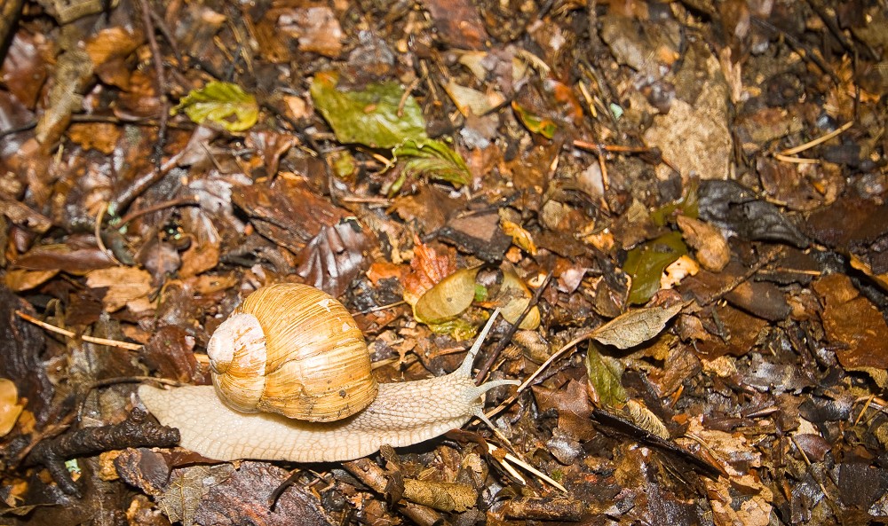 Schnelle Schnecke